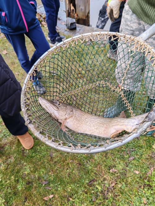 Výlov rybníka „U Fajtů“ 15.11.2025